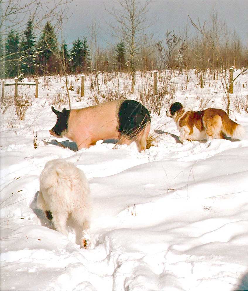 Lucky with dogs in the snow