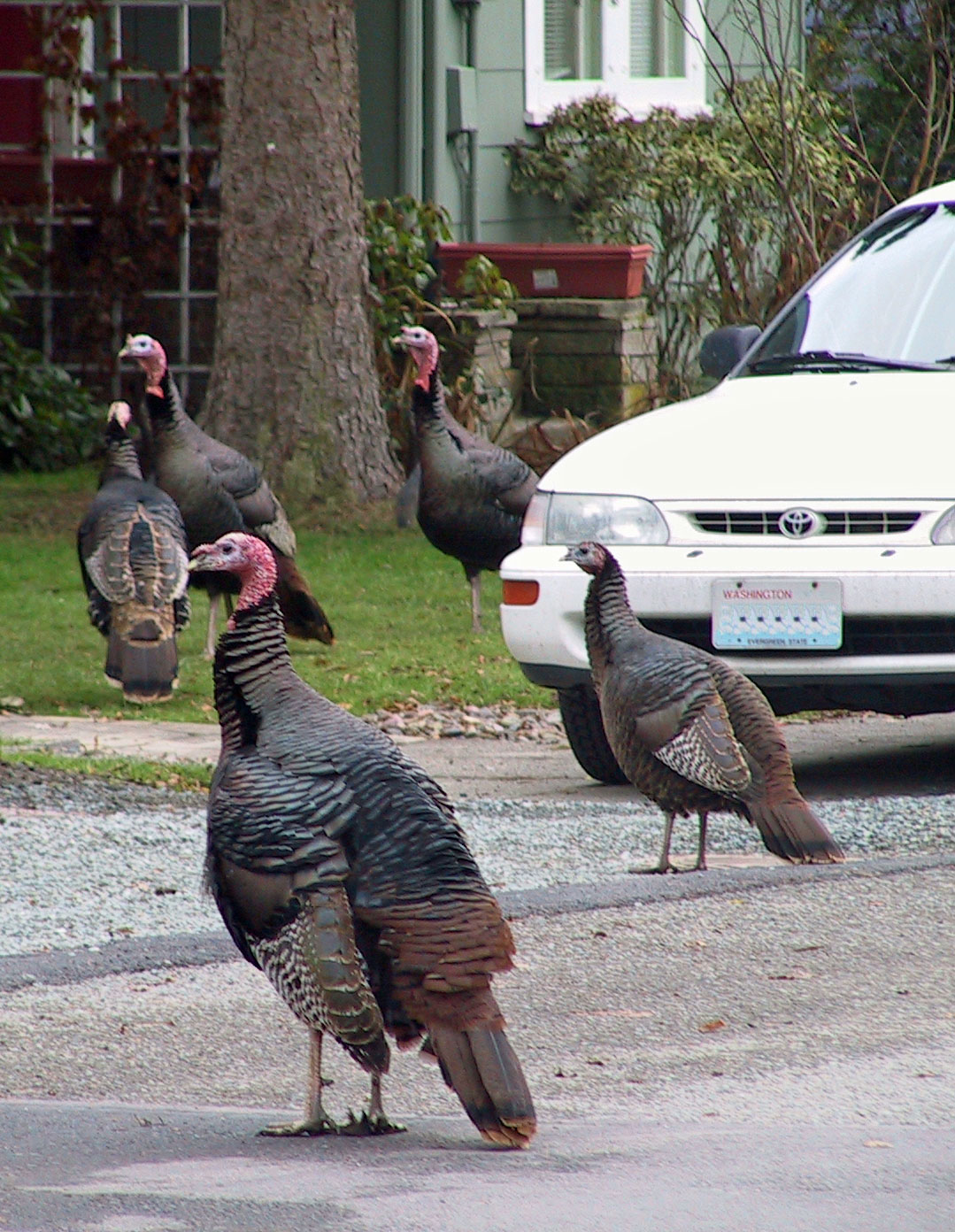 Turkeys crossing the street