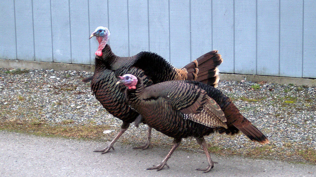 Pair of turkeys walking