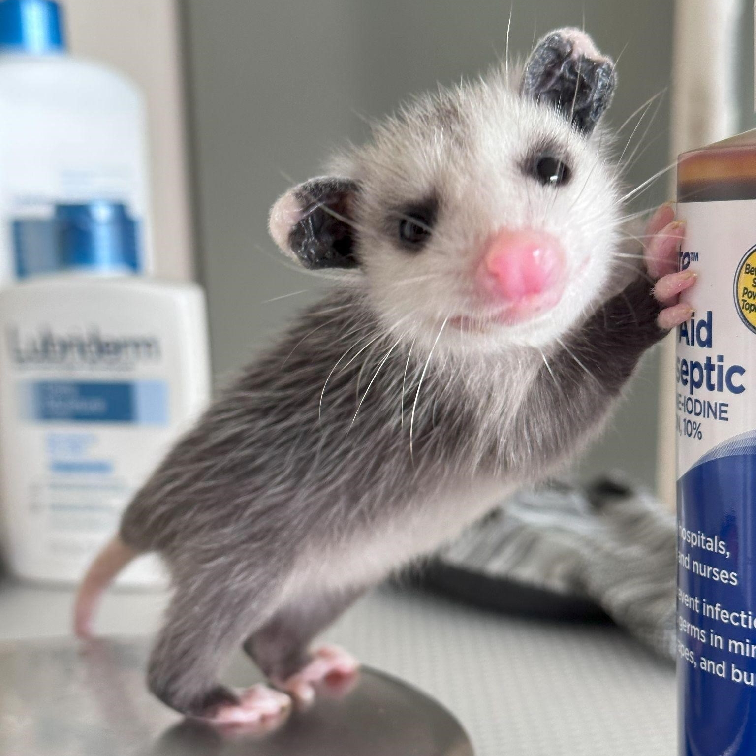 Opossum standing on back legs leaning against a bottle