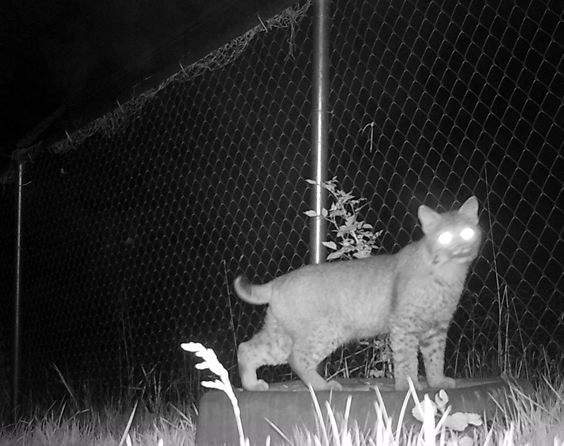 Bobcat outside the rabbit enclosure