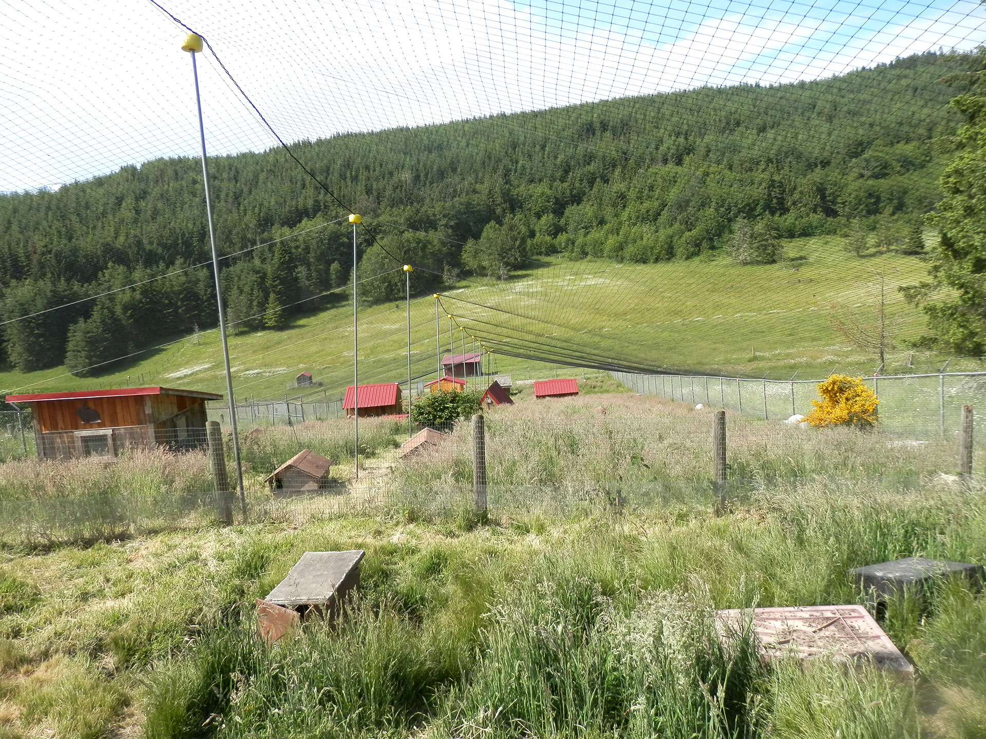 View of the rabbit enclosure